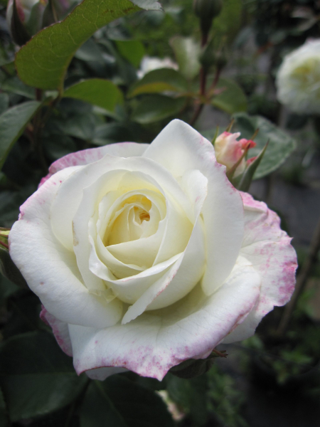 Stammrose Alabaster